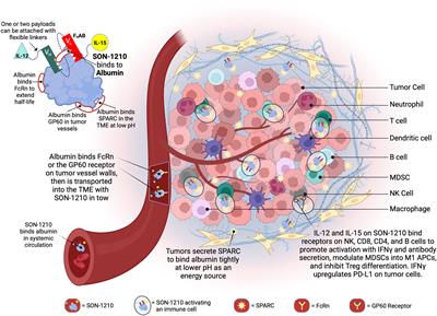 SON-1210 - a novel bifunctional IL-12 / IL-15 fusion protein that improves cytokine half-life, targets tumors, and enhances therapeutic efficacy